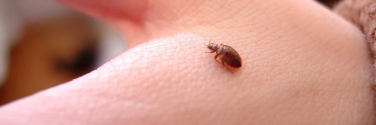 Gros plan macro d'une punaise de lit adulte sur une main humaine, montrant l'échelle réelle de l'insecte par rapport aux empreintes digitales.